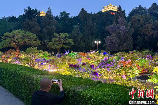 北京景山公园将开启夜赏牡丹 寿皇殿院落等同步“点亮”