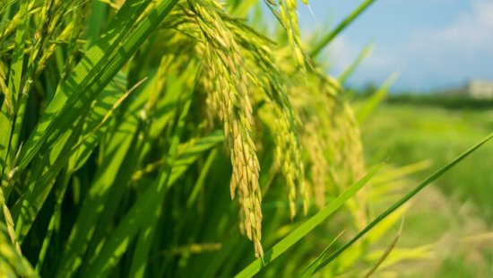 上海科学家挖掘水稻抗热基因，培育出新的抗热品系，单株产量...
