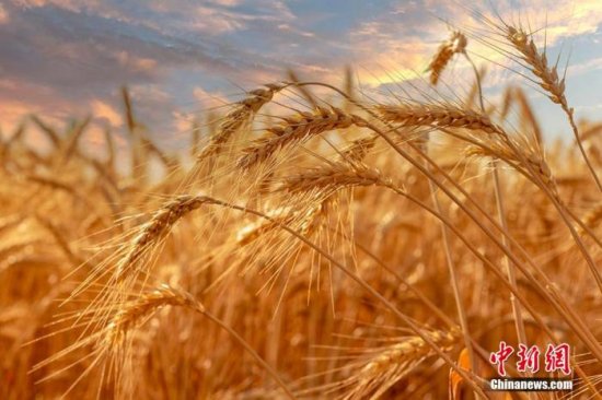 国际<em>小麦价格</em>回落，世界粮食危机解除？