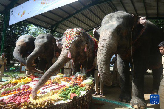 缅甸70岁大象庆生