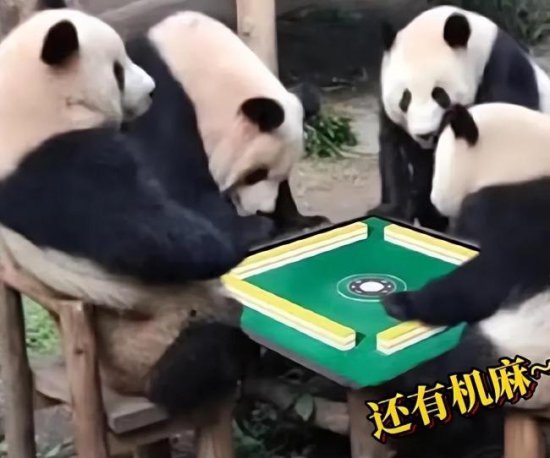 4只熊猫围坐一桌吃东西 熊猫：谁懂啊，今天<em>打麻将</em>又<em>输了</em>