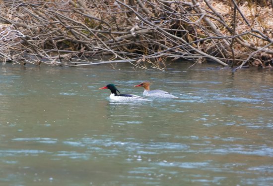 吉林园池湿地国家级自然保护区迎来12只中华秋沙<em>鸭</em>繁衍栖息
