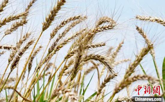 江西南昌：冬种小麦夏种稻 “稻麦轮作”促增收