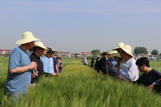 中德科研人员加强大麦领域研究合作