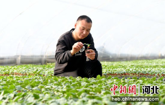 河北阜城：西<em>甜瓜育苗</em>1亿多株 产值1亿多元