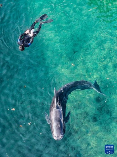 海南三亚因搁浅被救助的短肢<em>领航</em>鲸开始尝试到户外水域活动