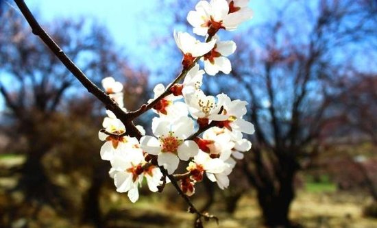 这座小城拥有全世界最美的桃花谷，也是三生三世十里桃花的拍摄...