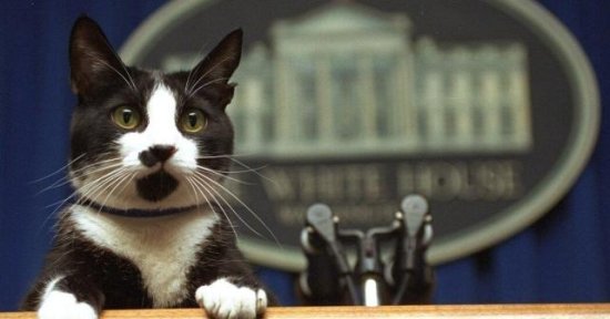 白宫第一宠换位，拜登携两只德国牧羊<em>犬</em>和一只猫入主，猫成为...