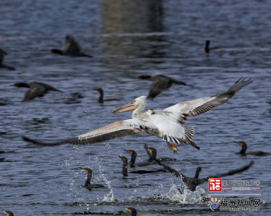 “大嘴鸟”背着“小书包”飞抵福州罗源湾过冬