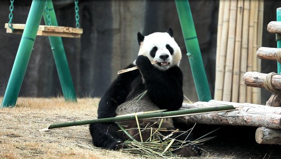 国宝来啦！4只大熊猫安家兰州 正式与游客见面