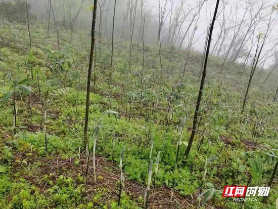 湖南2023林业总产值5371亿元：绿色“钱库”成为生态富民新...