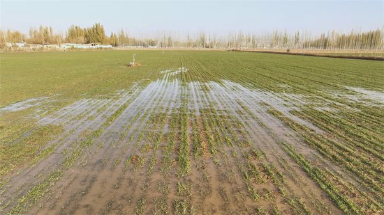 轮台县：30余万亩冬小麦“喝足”越冬水 助力来年稳产增收