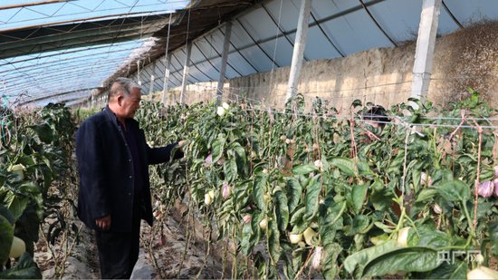 新疆吉木萨尔县设施农业铺就乡村振兴路