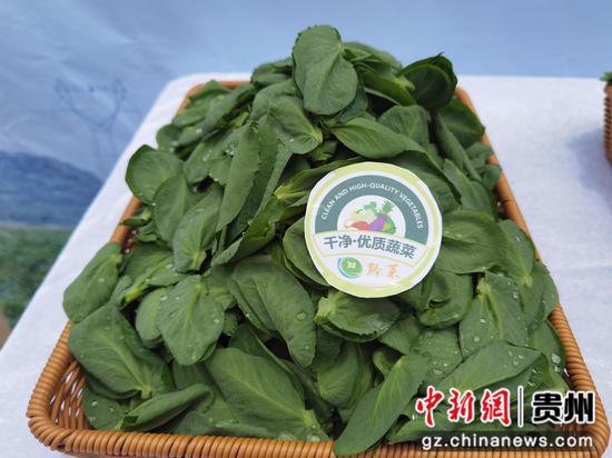 夏秋蔬菜生产大省贵州加大“黔菜”品牌走出去